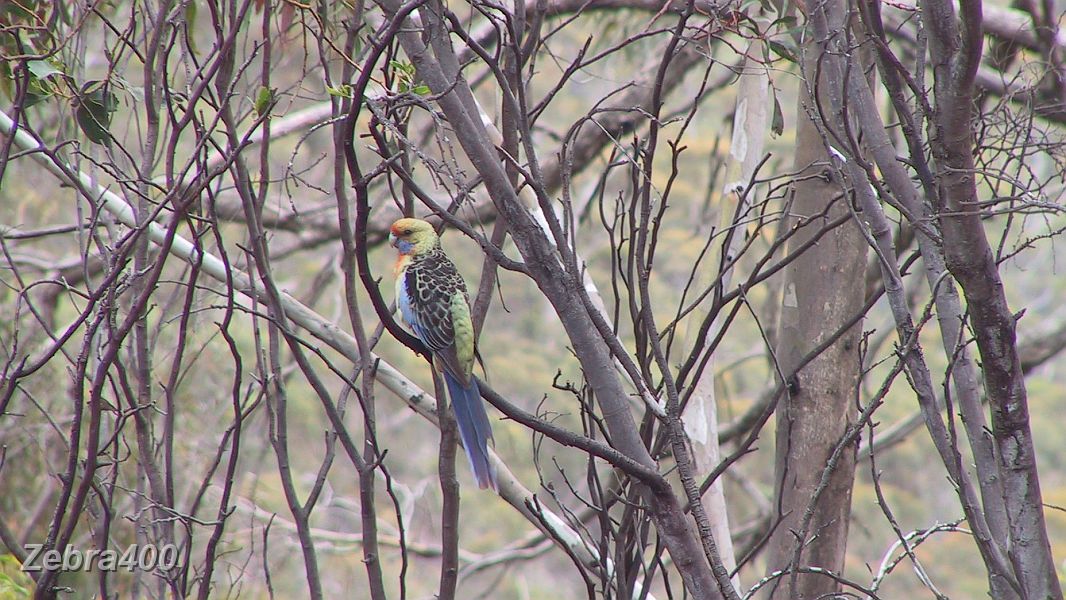 05-Colorful birdlife near Mt Remarkable.JPG